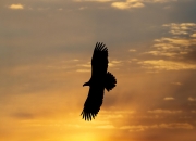 im电游官方网站-包含老鹰不胜续集，特雷-杨颓势难挽的词条